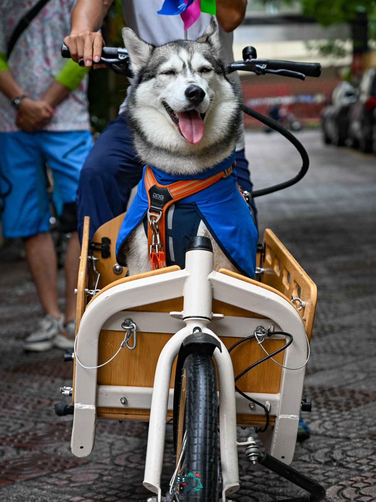 狗狗骑行，人与犬的奇妙旅程